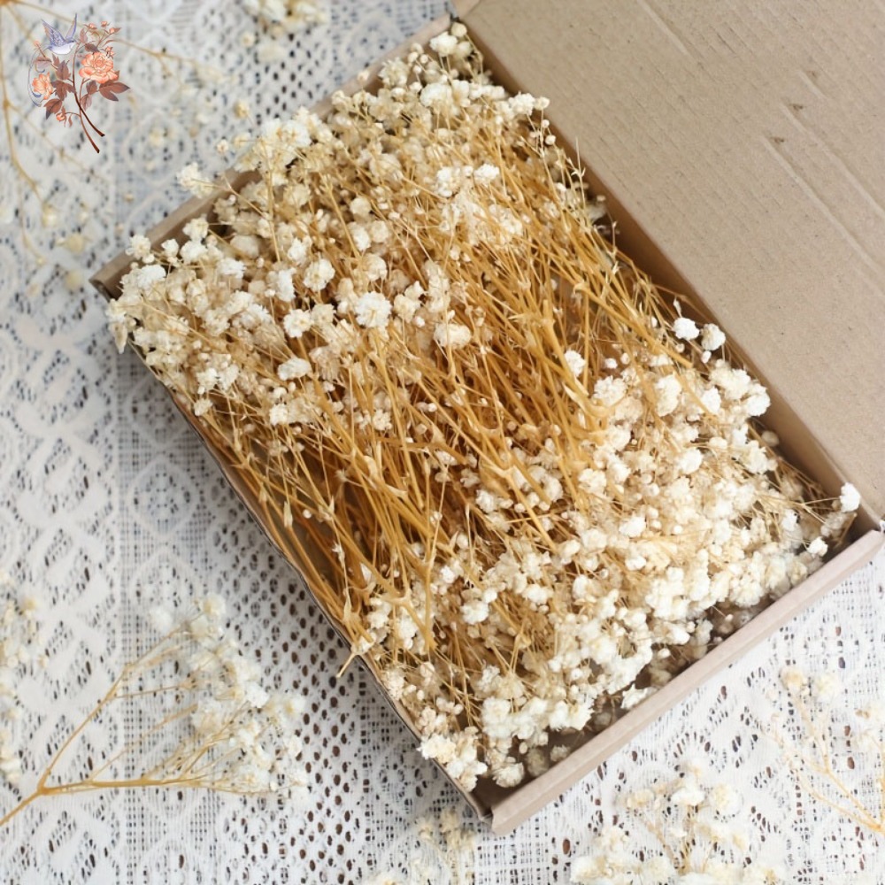 100pcs Mini Dried Baby's Breat - Embellish Craft 评论和价格